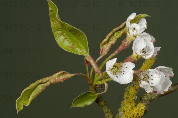 Early blisters of the pear leaf blister mite