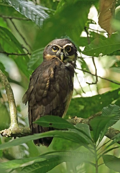 Spectacled Owl