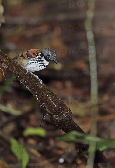 Spotted Antbird