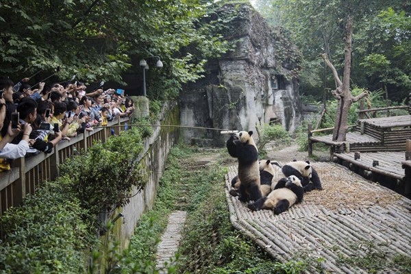 Giant giant panda