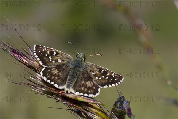 Oberthur's Grizzled Skipper