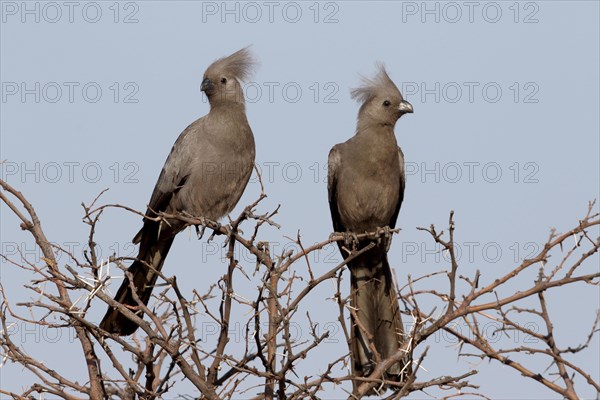 Grey Go-away-bird