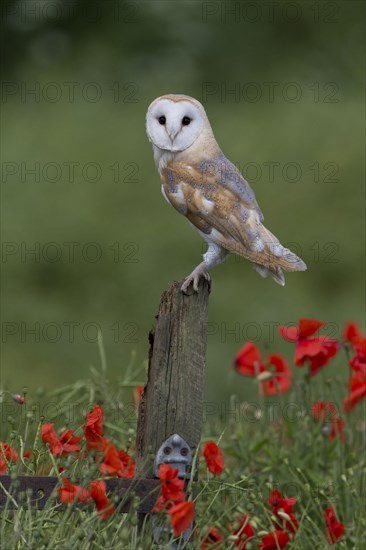 Common barn owl