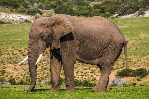 African elephant