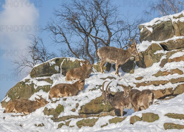 Siberian ibex