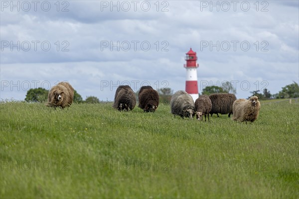 Norwegian sheep on the dike