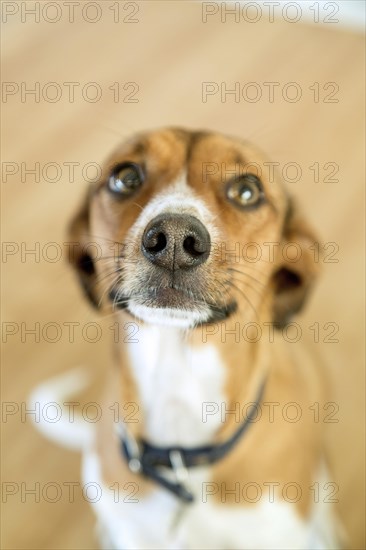 Mixed terrier dog sitting obediently while looking upwards