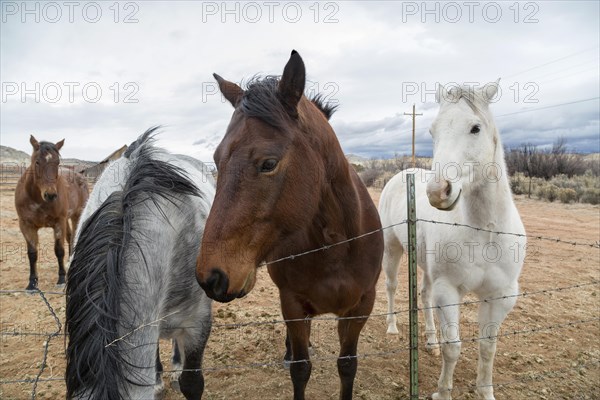 Four horses at a barn in Southwest Utah