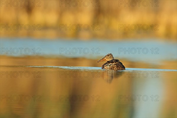 Female northern shoveler