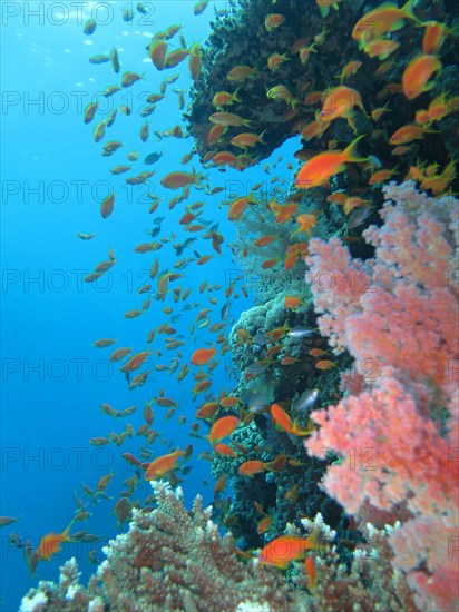 Sea goldies