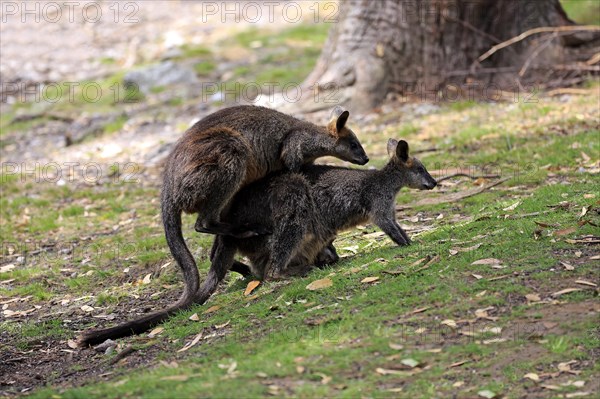 Swamp wallaby