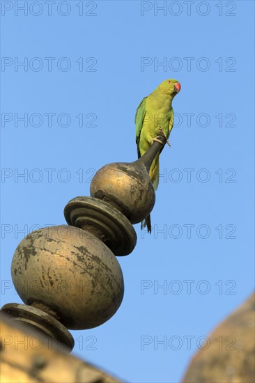 Rose-ringed Parakeet