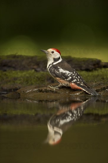 Middle Spotted Woodpecker