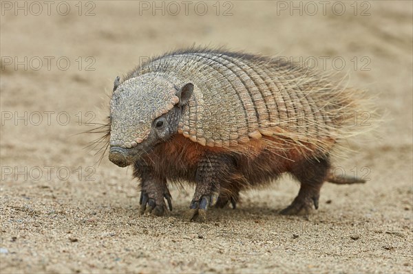 Brown Shaggy Armadillo