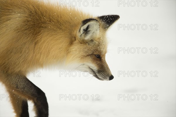 American Red Fox