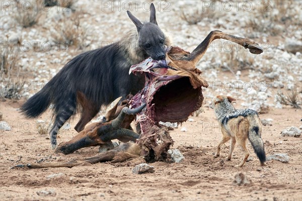 Brown hyena