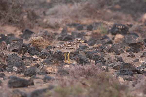 Eurasian stone curlew