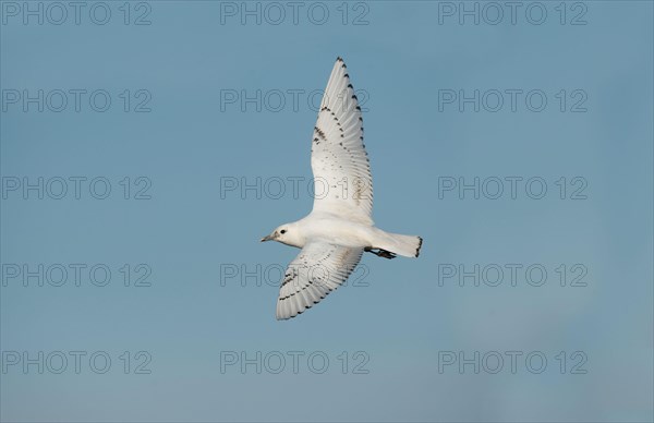 Ivory Gull