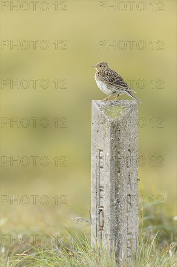 Eurasian Skylark