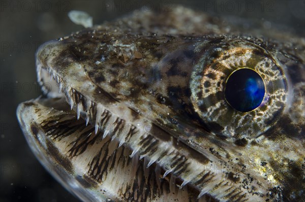 Slender Lizardfish