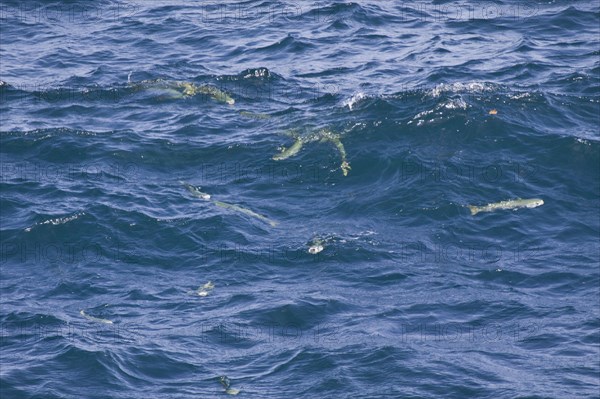 Flathead grey mullet