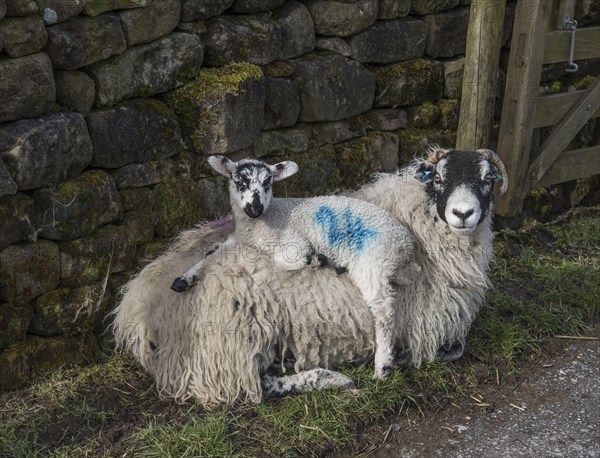 Swaledale ewe