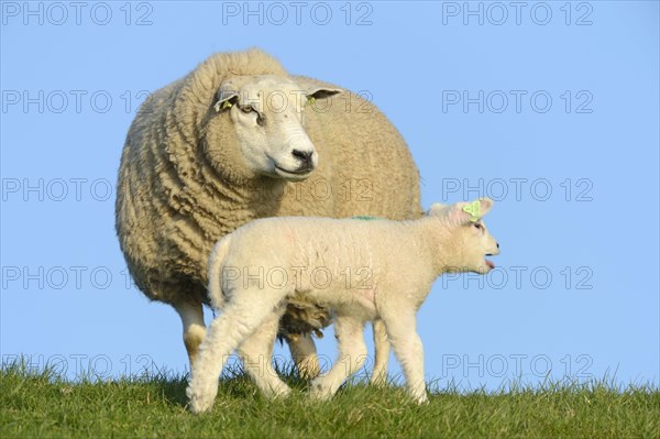 Texel sheep