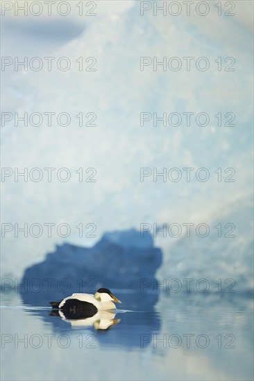 Common eider