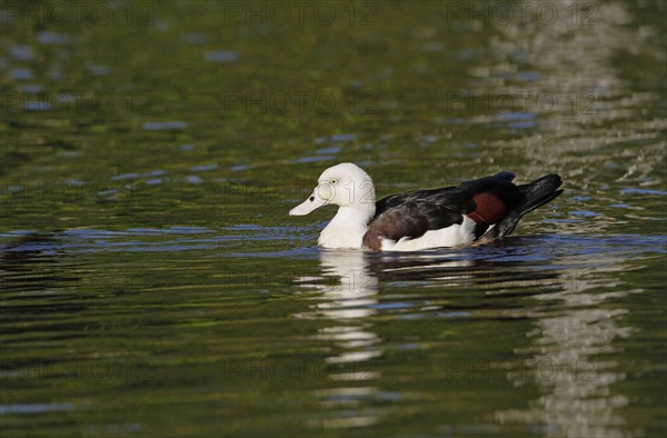 Radjah Shelduck