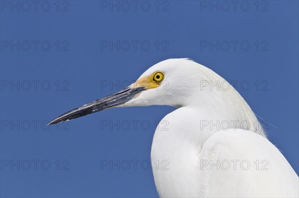 Snowy egret