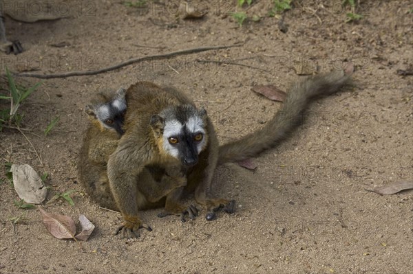 Red-fronted brown lemur female with young in Andasibe