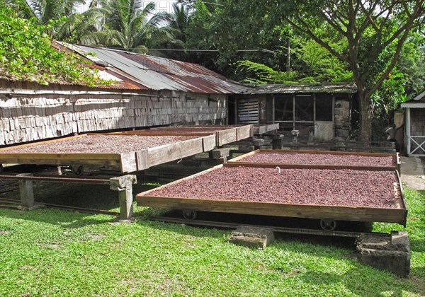 Cocoa tree