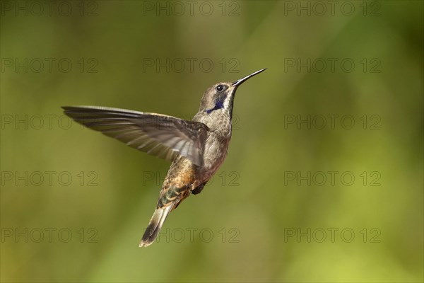 Brown violetear