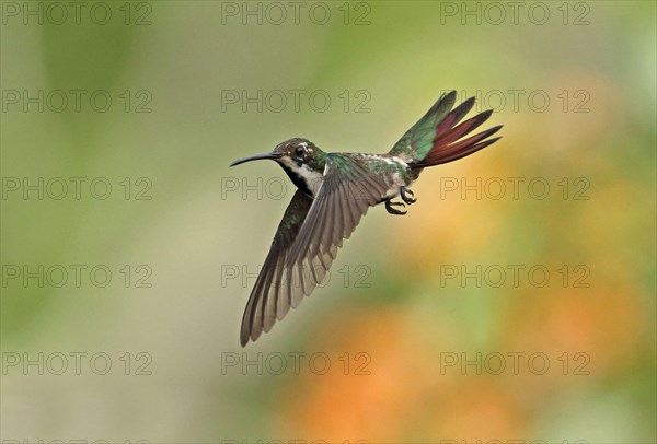 Black-throated Mango