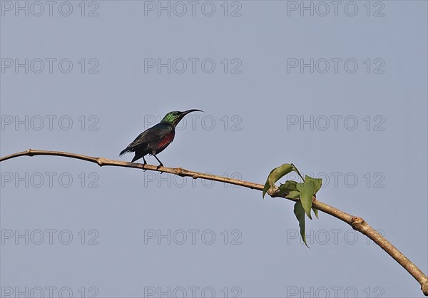 Green-crowned Sunbird