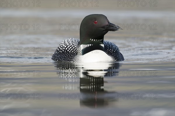 Great Northern great northern loon