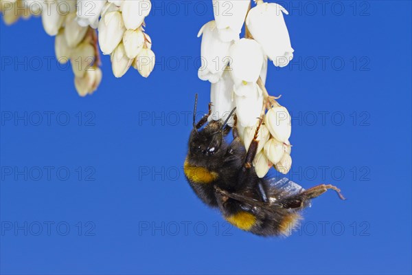 Buff-tailed Bumblebee