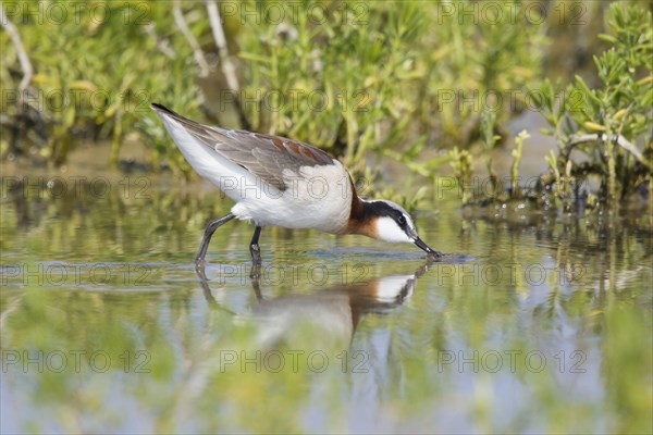 Wilson's Phalarope