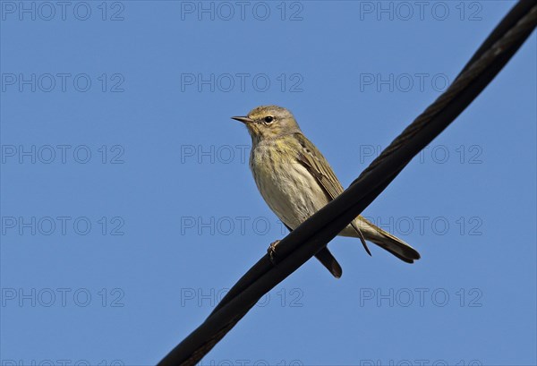 Cape May Warbler