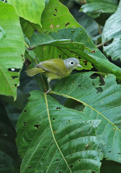 Dwarf Vireo