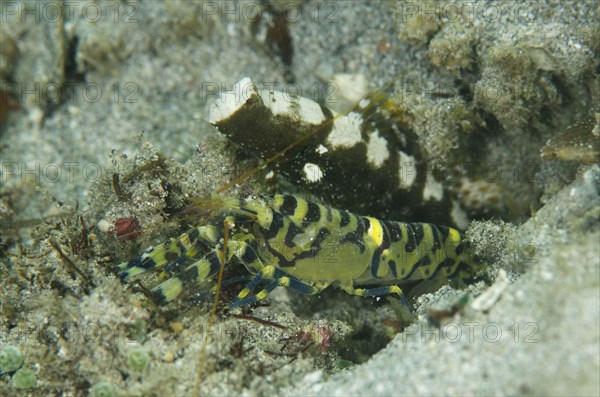 Marbled Snapping Shrimp