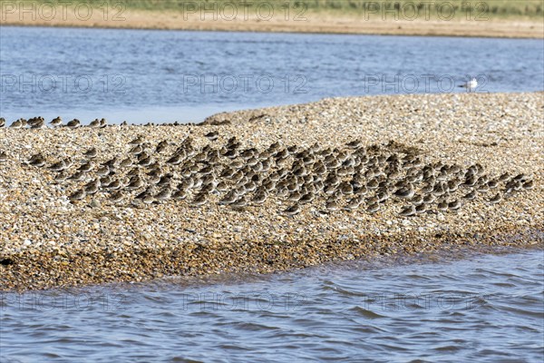 Dunlin flock in summer plumage on pebble spit on Scolt Head Island