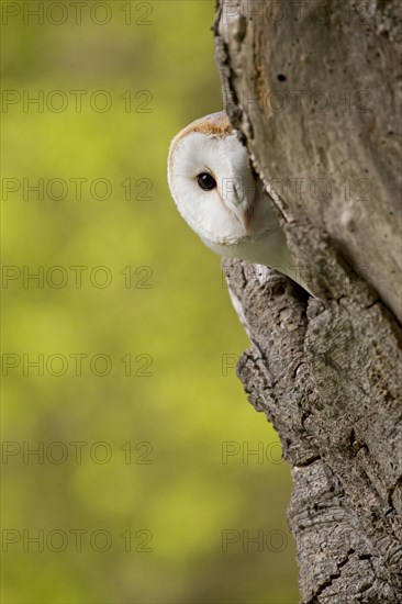 Barn Owl