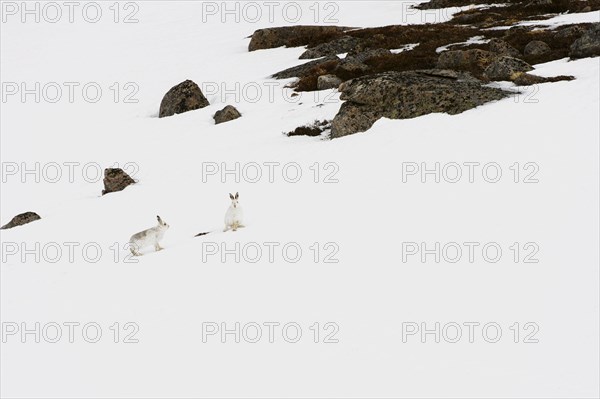 Mountain Hare