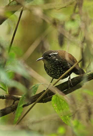 Sharp-tailed Streamcreeper