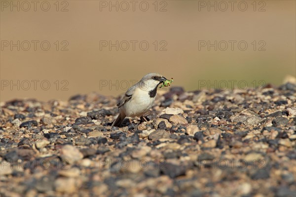 Desert Sparrow