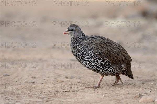 Natel francolin