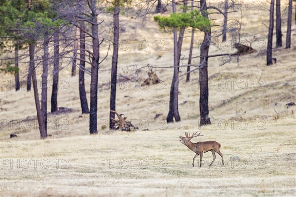 Red deer