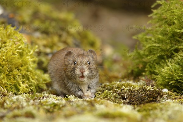 Wood vole