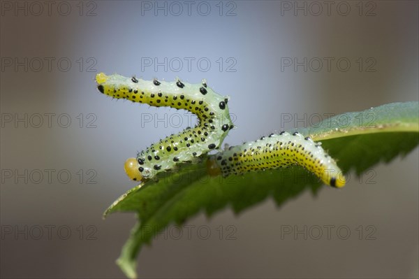 Blue-black Rose Brushhorn Wasp